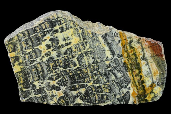 Proterozoic Age Columnar Stromatolite (Asperia) Slab - Australia #132385